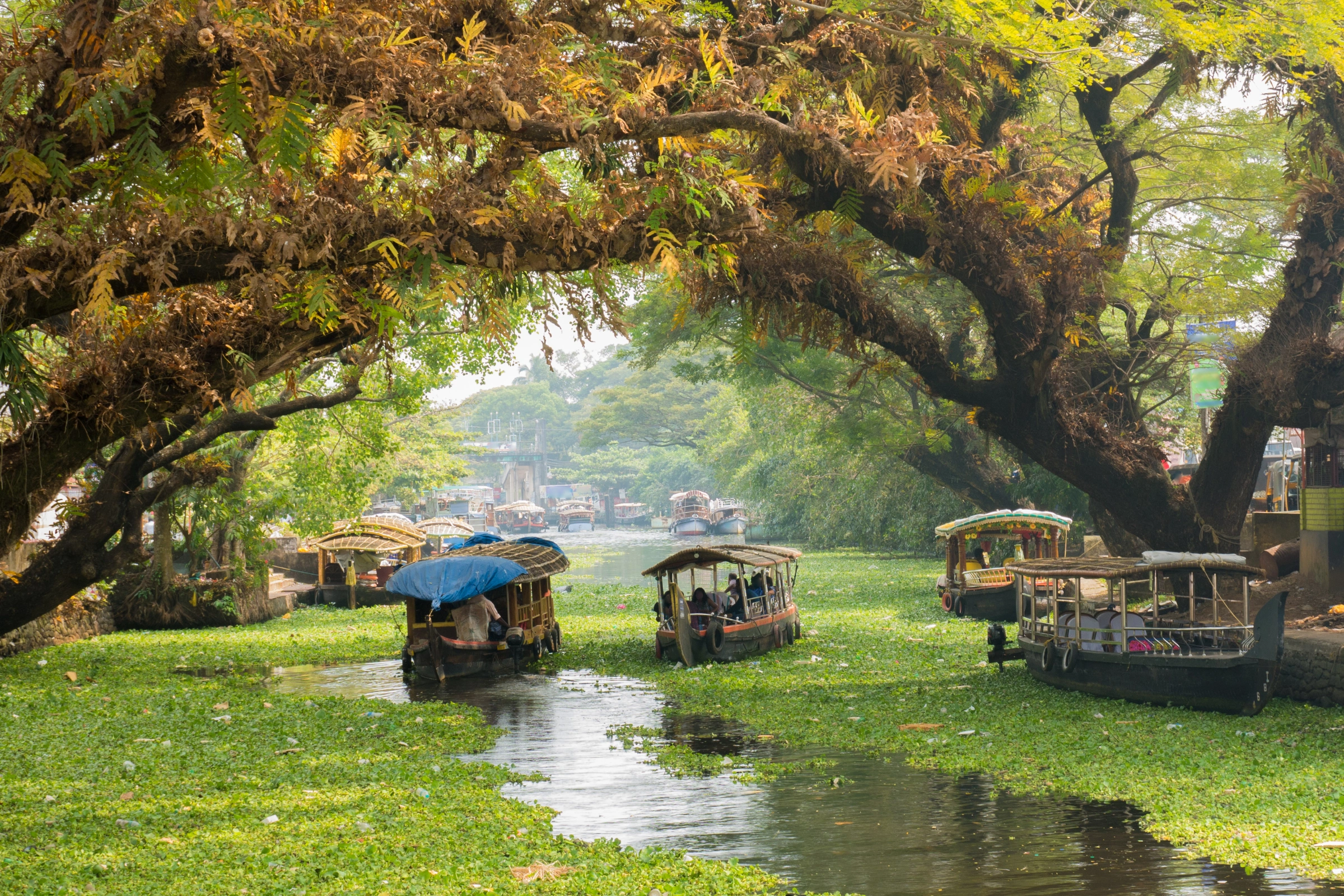 Alleppey[1].webp